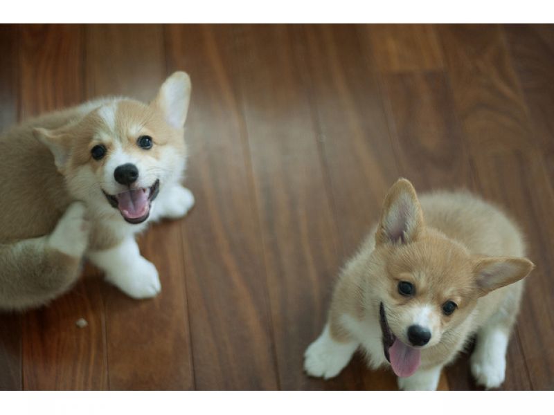 Filhotes de Corgi disponíveis prontos agora.