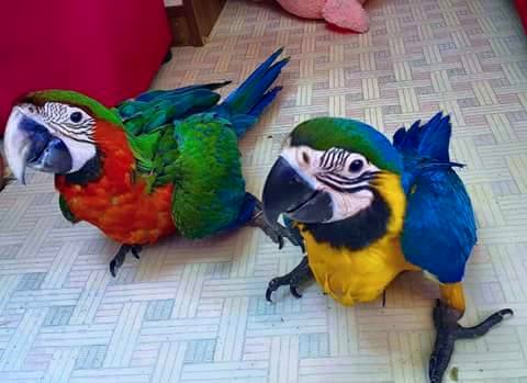 Papagaios e ovos de papagaio