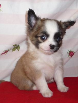 Filhotes de Chihuahua para o Natal