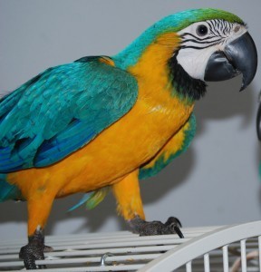 Adorable azul e ouro araras para adopção