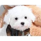 Maltês cachorros para o Natal