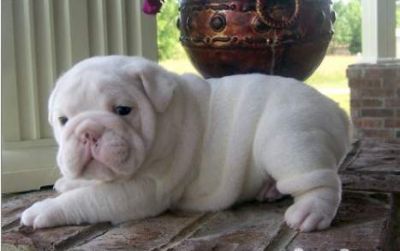 Presente duas Inglês bulldog filhotes brancos