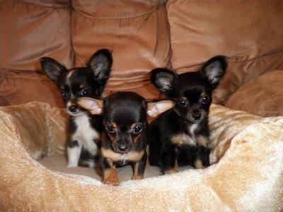 Chihuahua mini de pêlo curto