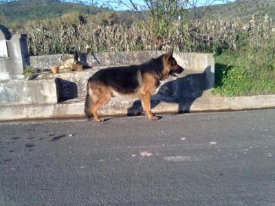 pastores alemaes com pedigrre -- grande porte 