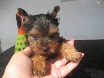 Yorkshire-terrier miniature um macho e uma femea