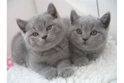 Británico corto cachorros pelo para Adopción