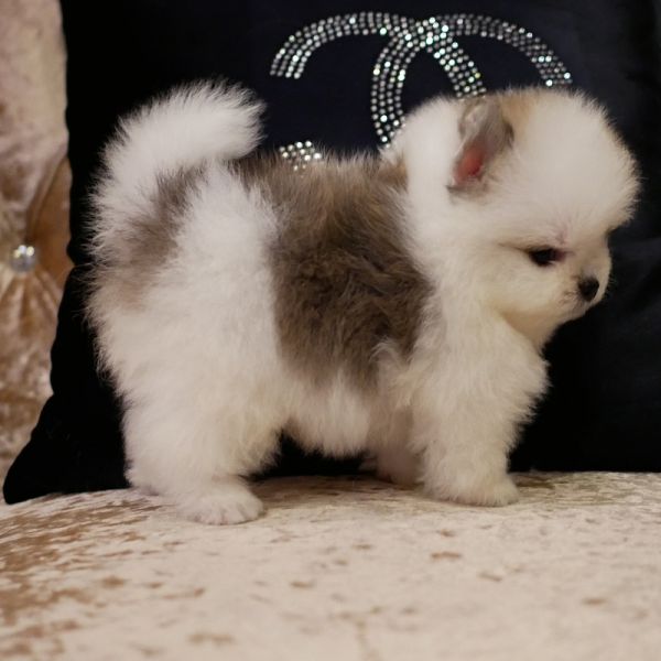 Filhotes de Pomeranian adoráveis macho / fêmea