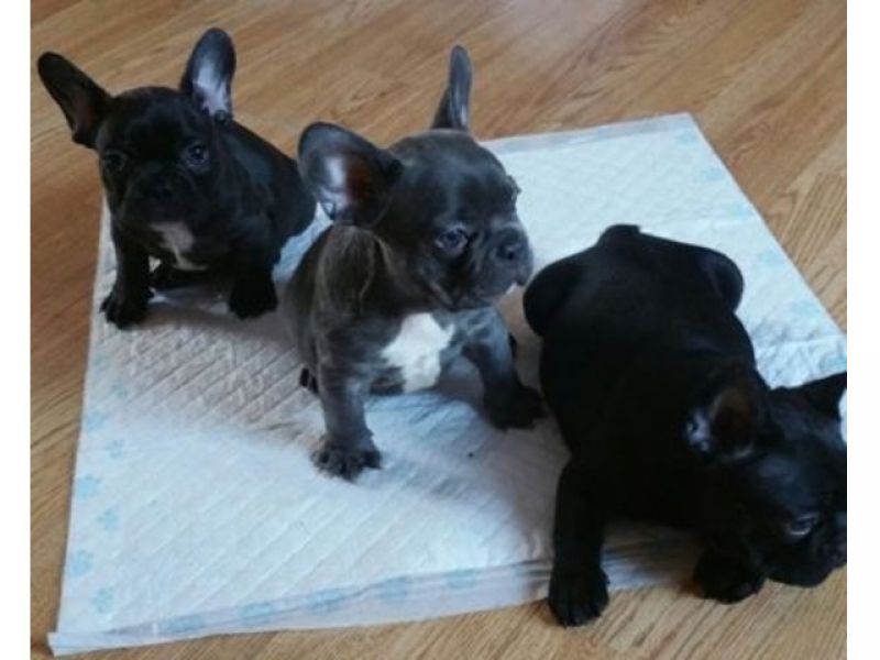 Filhotes de Bulldog Francês para realocação