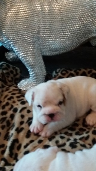 Bulldog Inglês cachorros