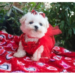 Os filhotes de cachorro de cocker spaniel Bichon