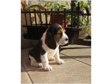 linha de beagle bonito, pronto