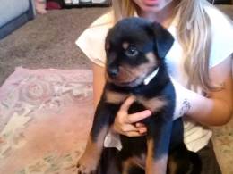 Filhotes de Rottweiler prontos agora