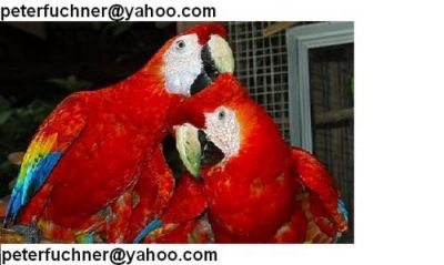 araras para adopção