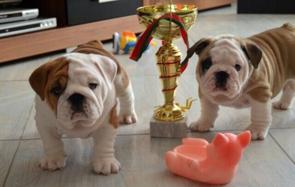 Excelente ninhada de Bulldog Inglês.