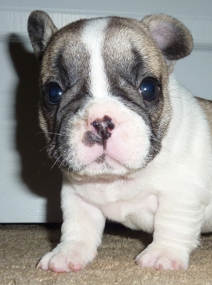 Filhotes de buldogue francês