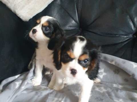 Cachorrinhos Cavalier King Charles