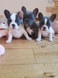 Filhotes de buldogue francês