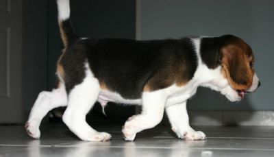 Socializado, educado e vacinados cachorro Beagle.