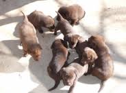 Este filhotes são para adoção 