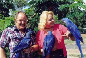 Adorável e doce papagaios jacinto Macaw por um adorável e carinhosa casa