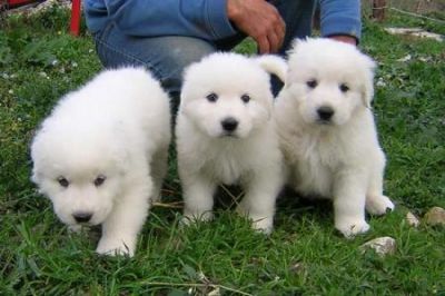 Pomeranian MFP e PMS.