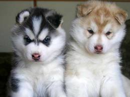 Malamutes do Alasca para adoção