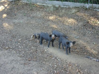 Porco preto (~1 mês de idade)