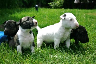 Pura raça Miniature Bull Terrier-Filhotes para adoção.