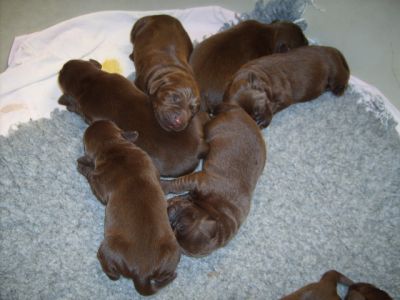 Labrador Retriever: Cor castanho