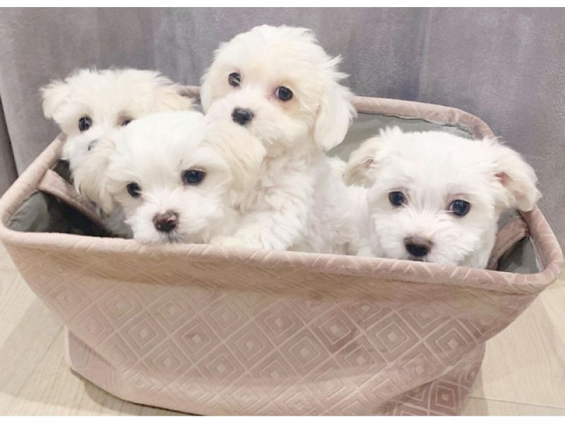 Adoráveis ​​cachorros malteses