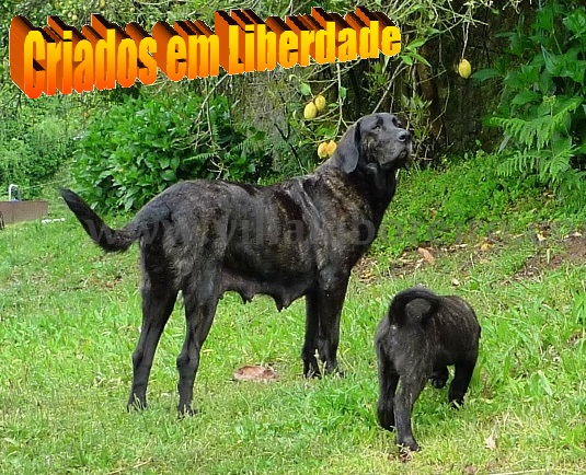 CACHORROS CASTRO LABOREIRO - Ninhadas Inspeccionadas e Certificadas pelo CPC 