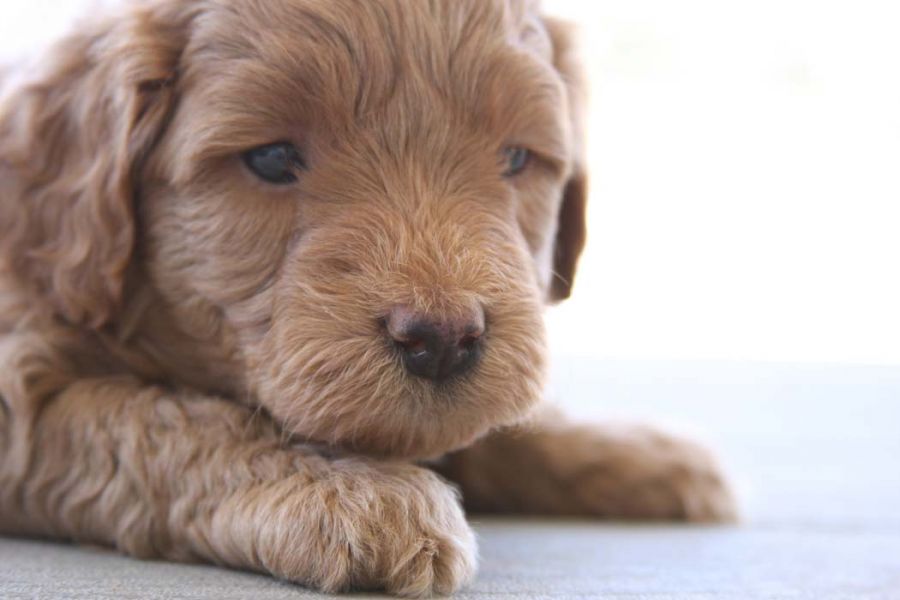 Filhotes de cachorro Golden Doodle