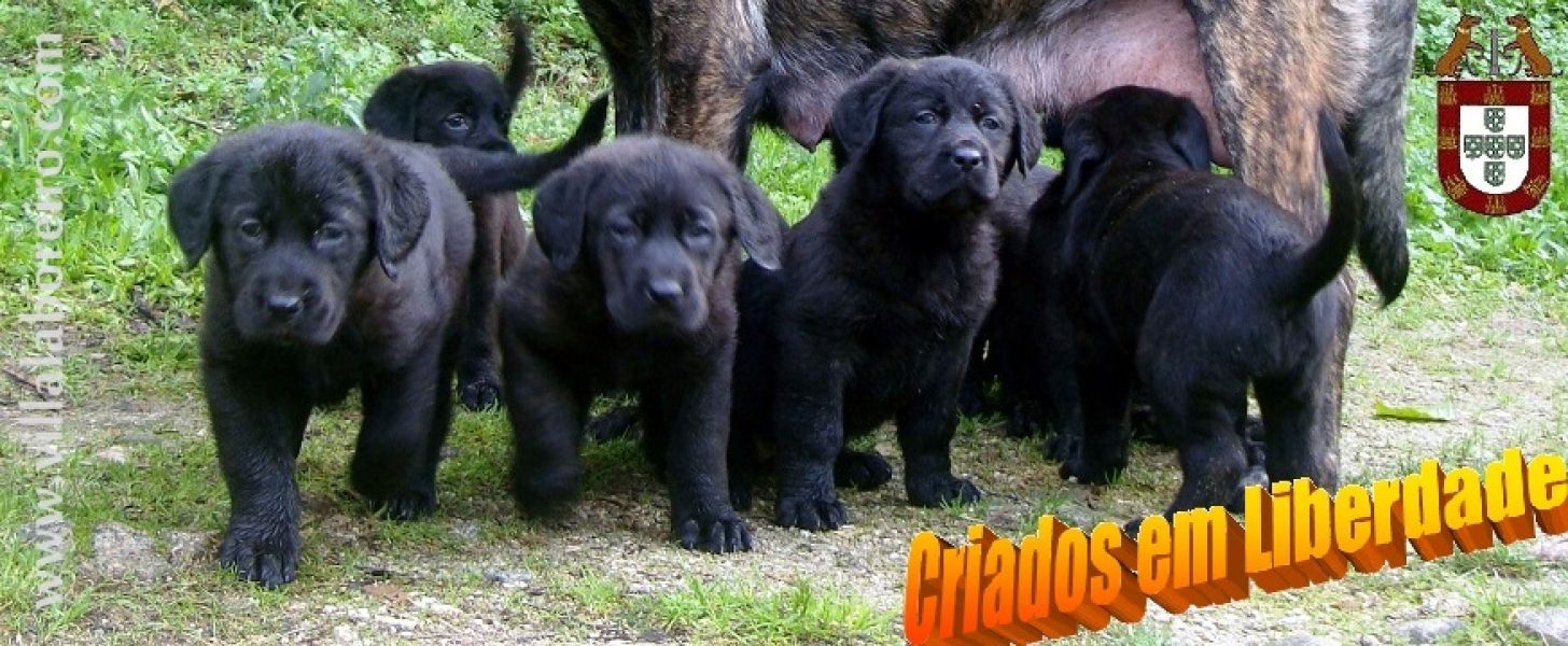 CACHORROS CASTRO LABOREIRO - Ninhadas Inspeccionadas e Certificadas pelo CPC 