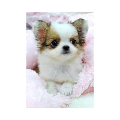 adorável masculino e feminino chihuahua cachorros para o Natal presente