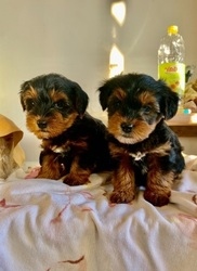 Filhotes de Yorkie com linhagem Teacup Champion