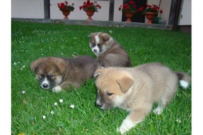 Akita filhotes para adoção