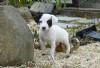 benito Jack Russell terriers su adopcao