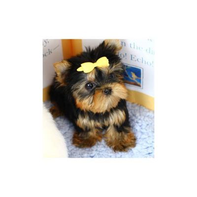 yorkshire terrier 