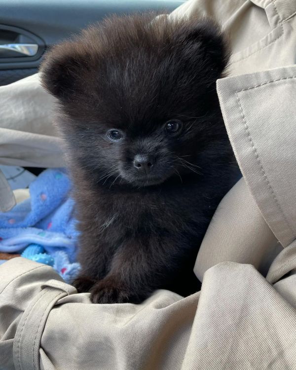 Blacky, o pomerano