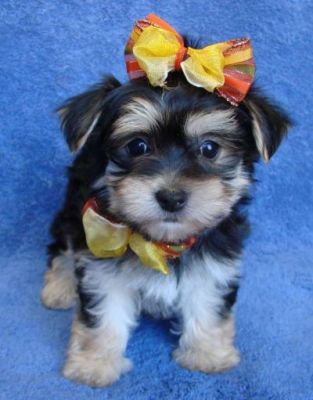 dois lindos filhotes de cachorro yorkie para adoção livre