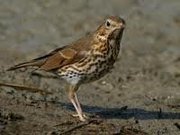 Jornadas de Caça aos Tordos