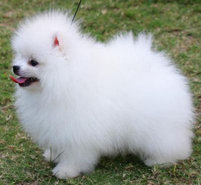 pomeranian filhotes para adoção