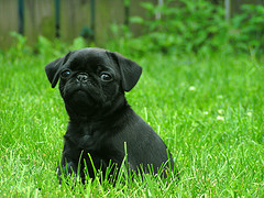 Um filhote fêmea preta pug para adoção