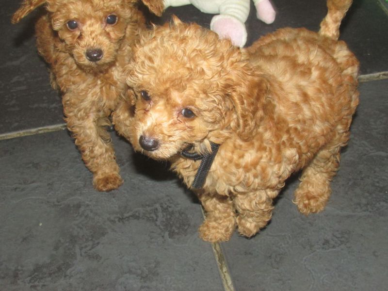Filhotes de poodle toy