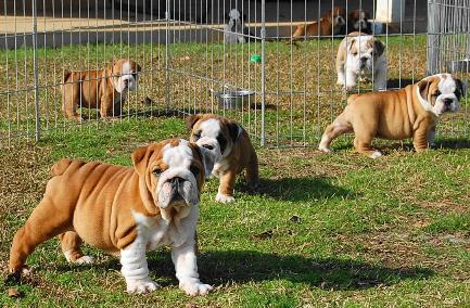 Inglês bulldog filhotes para adoção.