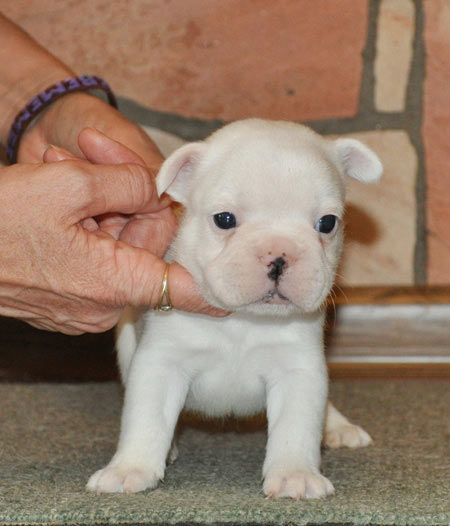  filhotes bulldog frances *
