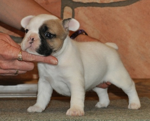 Ninhada de Bulldog Francês..