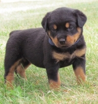 Filhotes rottweiler Para adoção Filhotes rottweiler Para