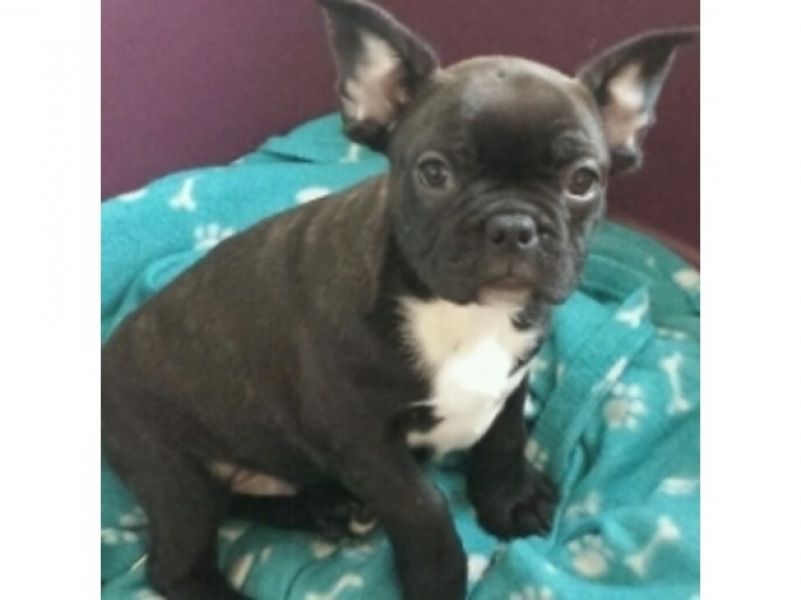 Filhotes Bulldog Francês Saudáveis 