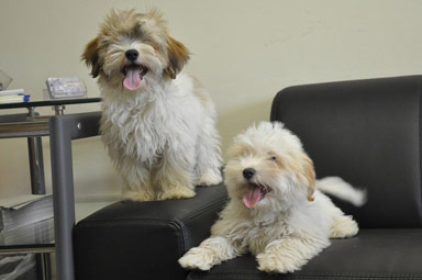 jogando filhotes havaneser